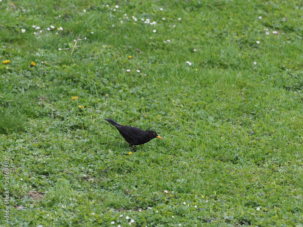 Fototapeta premium Amsel auf Nahrungssuche