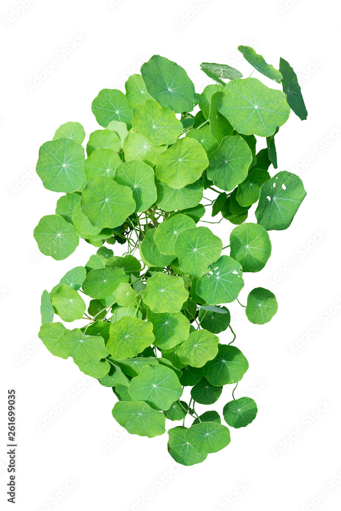 plant isolated with clipping path on white background plant isolated with clipping path on white background