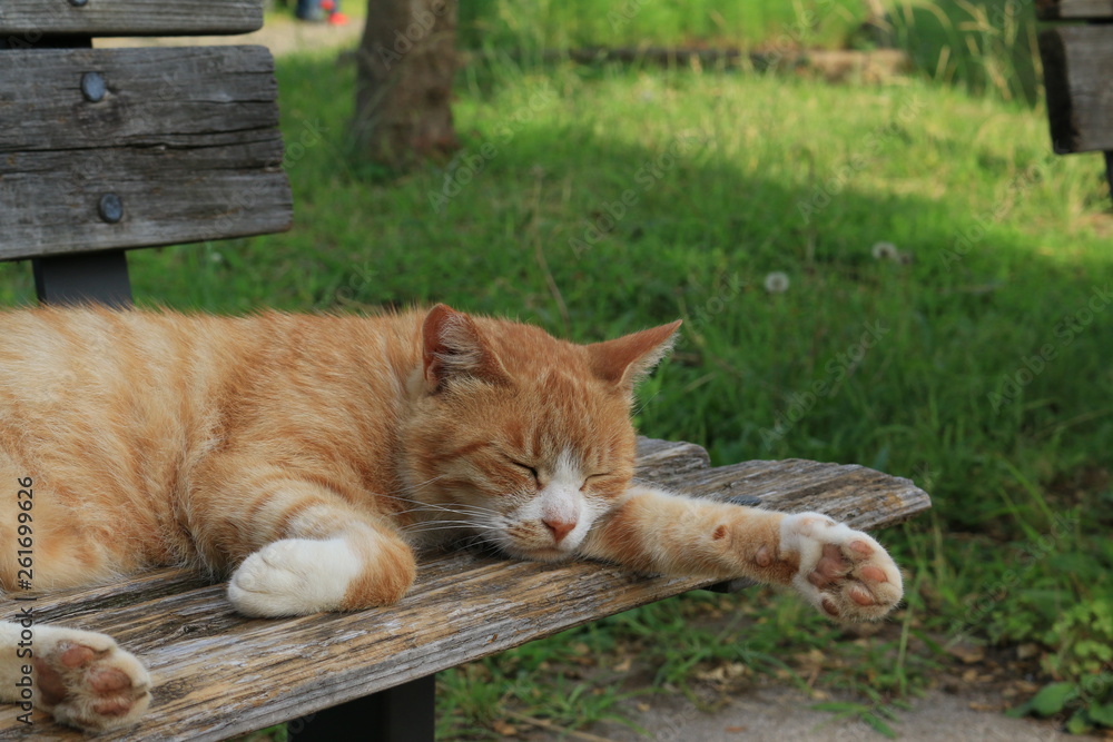 Obraz premium 公園で眠る猫