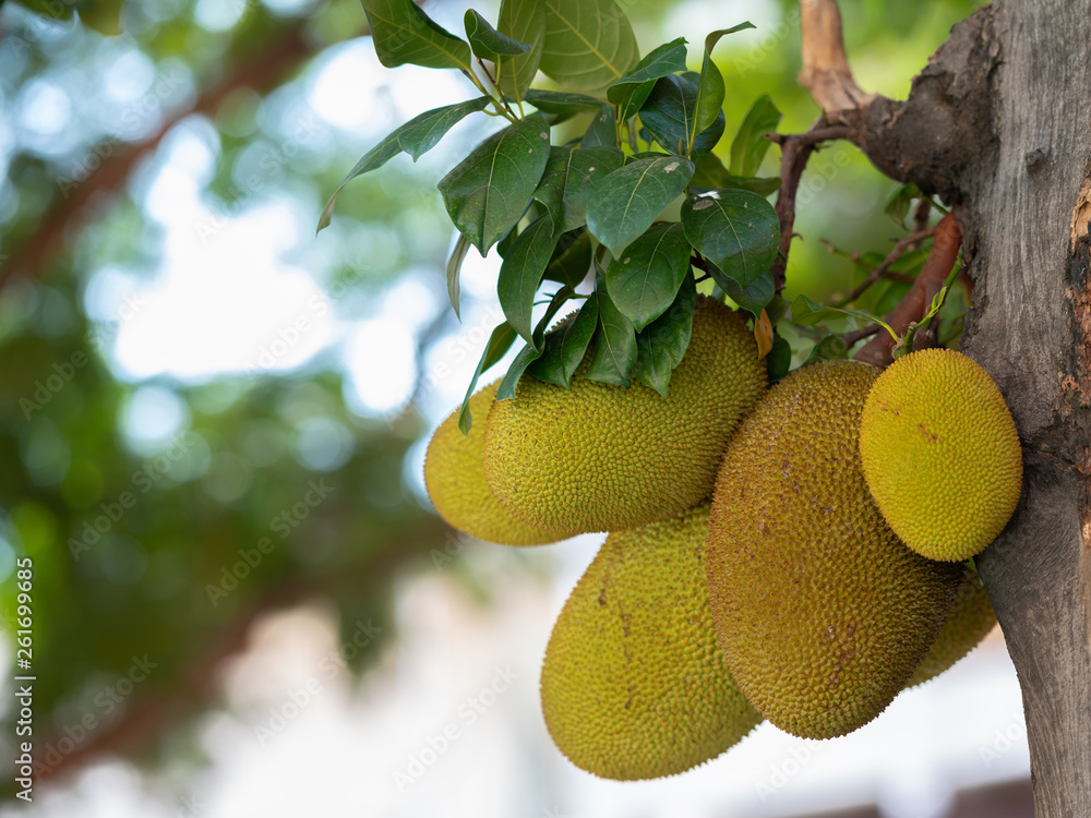 Jackfruit Tree and young Jackfruits (Artocarpus heterophyllus). Jackfruit is Delicious sweet fruit. Jackfruit Tree and young Jackfruits (Artocarpus heterophyllus). Jackfruit is Delicious sweet fruit.