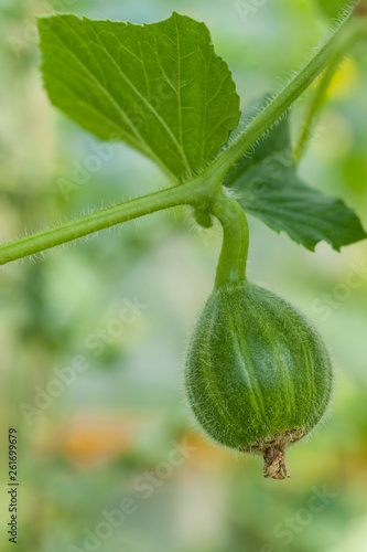 ovary of melon plant