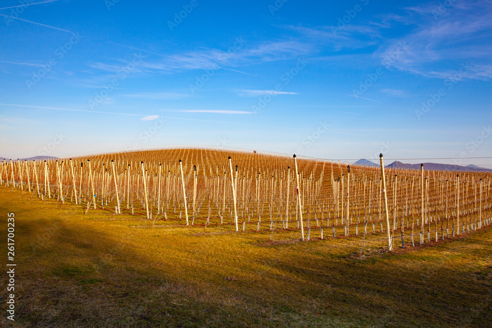Apple Orchard Rows in spring. Fruit trees over bright blue sky. Apple orchard park by dawn early light with first sun rays. Apple Orchard Rows in spring. Fruit trees over bright blue sky. Apple orchard park by dawn early light with first sun rays.