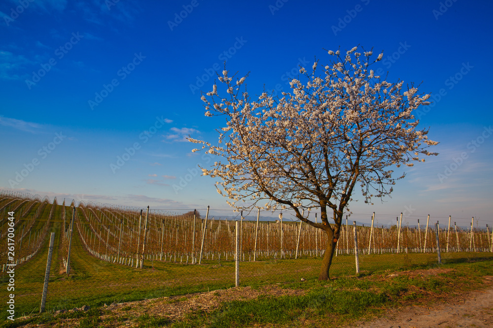 Apple Orchard Rows in spring. Fruit trees over bright blue sky. Apple Orchard Rows in spring. Fruit trees over bright blue sky.