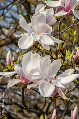 View of magnolia plants and flowers..Magnolia is a large genus in the subfamily Magnolioideae of the family Magnoliaceae with blue sky