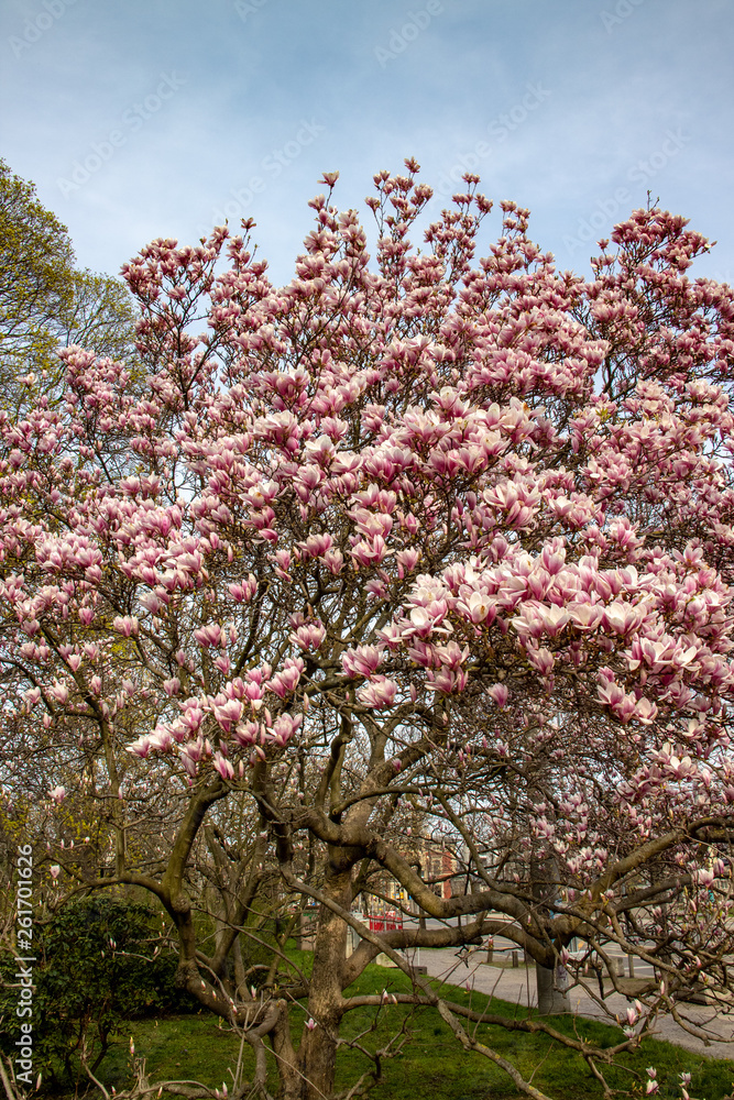 View of magnolia plants and flowers..Magnolia is a large genus in the subfamily Magnolioideae of the family Magnoliaceae with blue sky