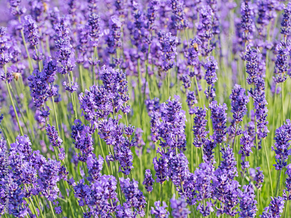 Obraz premium Blühender Lavendel, Lavandula