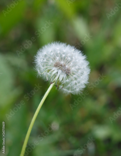 dandelion flower beautiful  fluffy