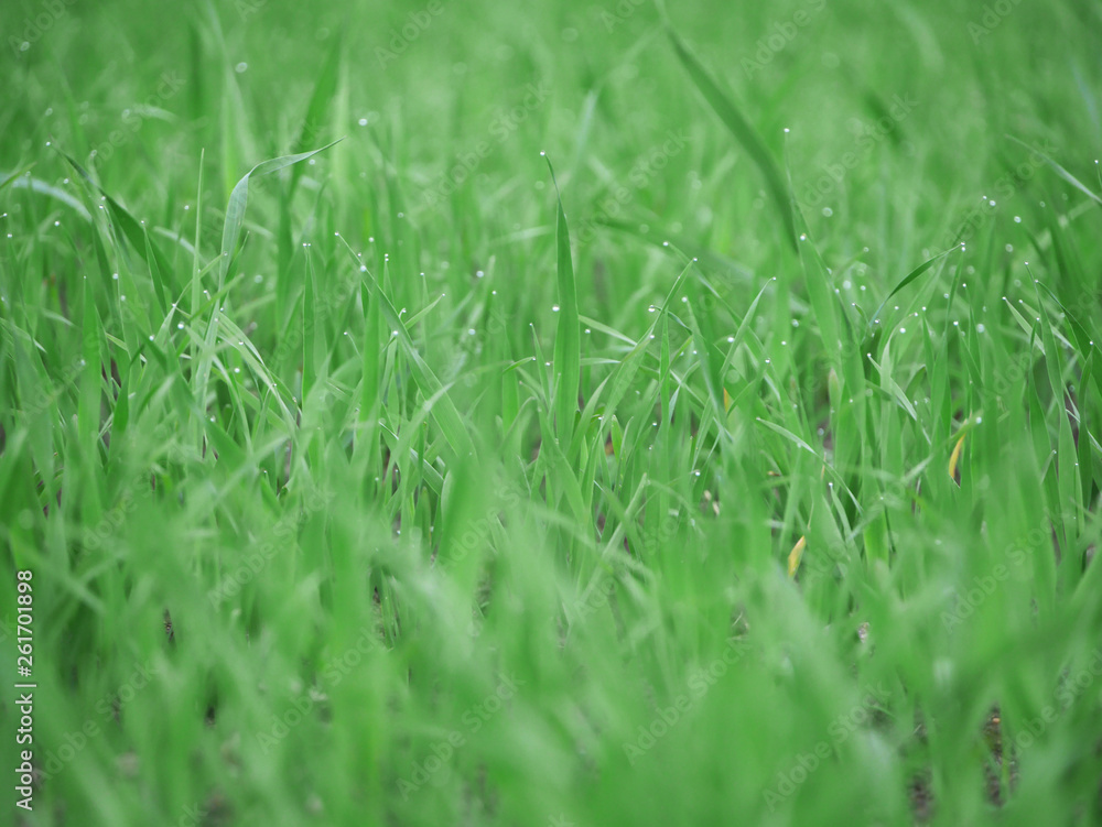 green young grass with drops. there's room for writing. horizontally. freshness. day or morning