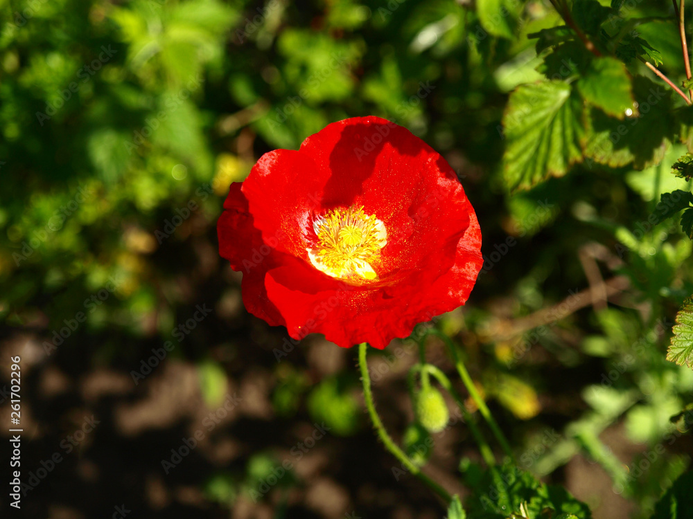 Single red poppy in blossoming in the country garden. Spring garden and flower background. Blooming garden with the poppy Single red poppy in blossoming in the country garden. Spring garden and flower background. Blooming garden with the poppy
