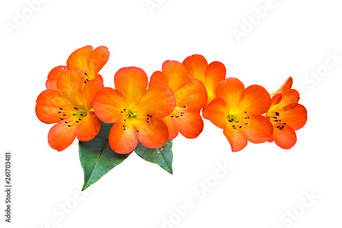 flower plant isolated with clipping path © sakdam