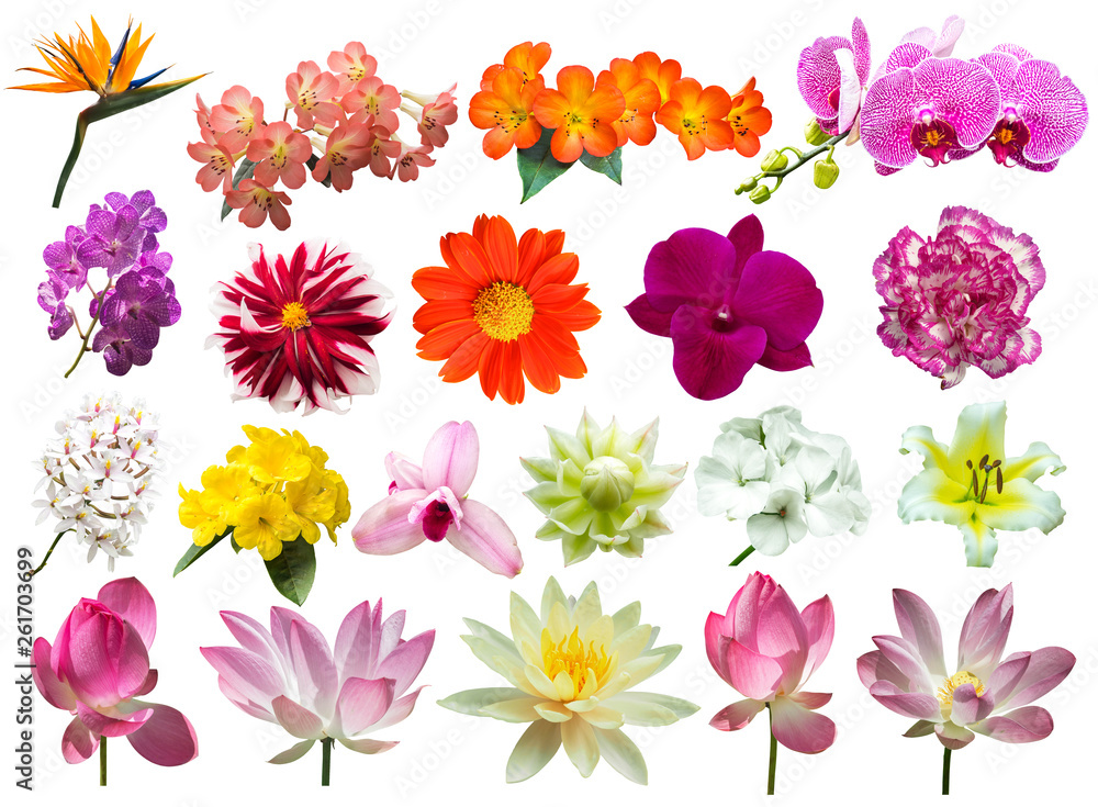 flower plant isolated with clipping path