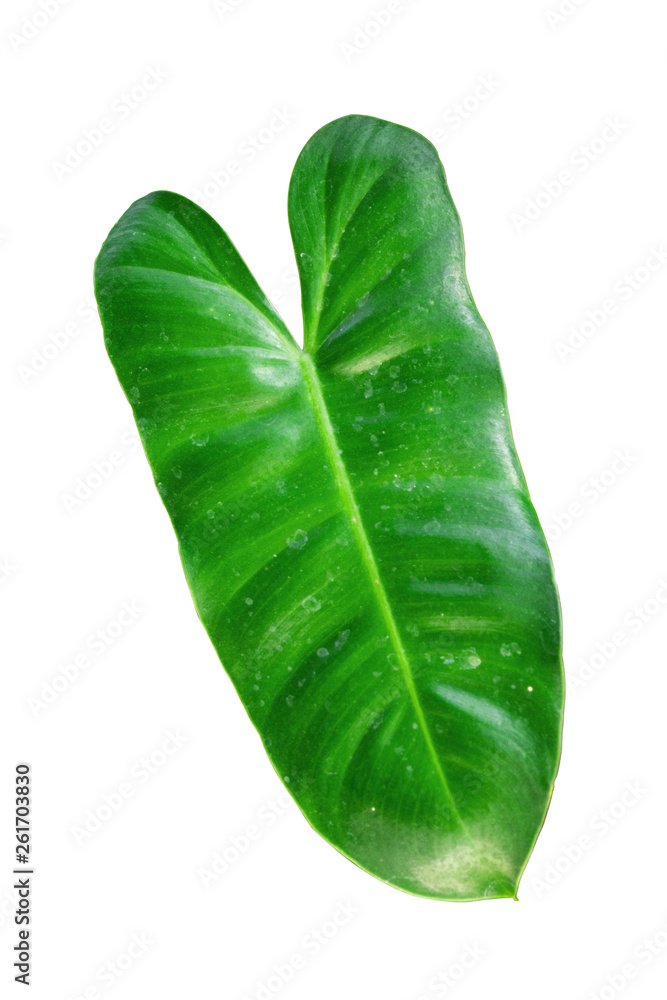 Fototapeta premium green leaves plant isolated with clipping path