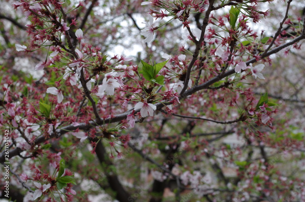 葉桜 葉桜
