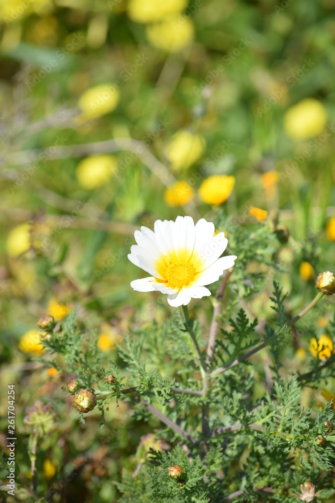 daisies in green grass