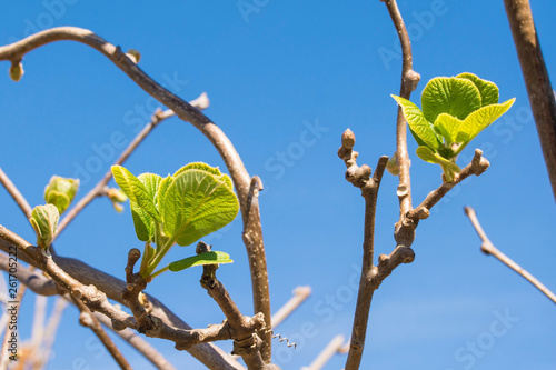 Young spring leaves on a kiwi plant frowing in a north east Italian garden. Also called Kiwifruit and Chinese gooseberry photo