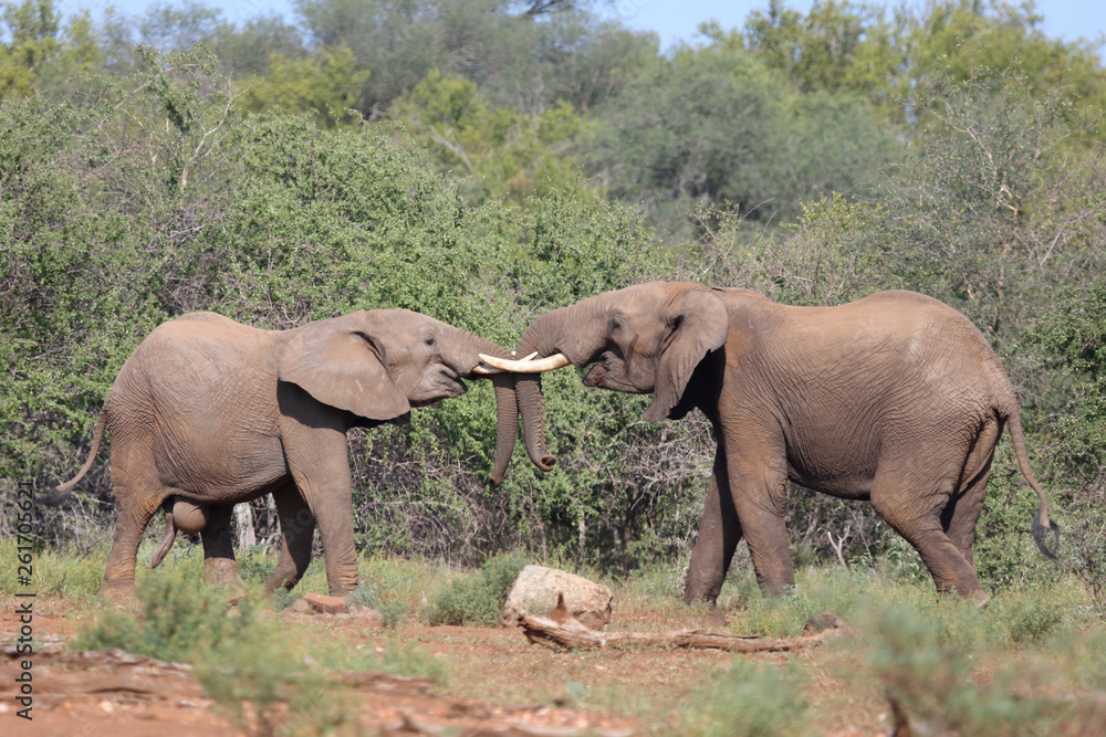 Fototapeta premium Afrikanischer Elefant / African elephant / Loxodonta africana.