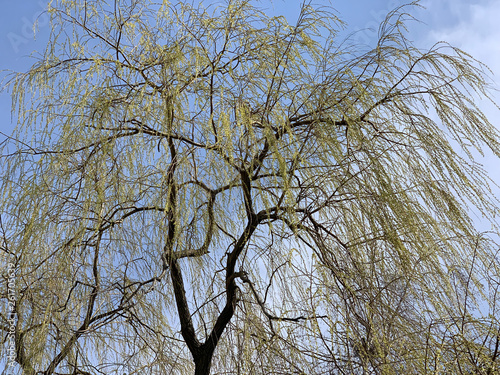 willow with young leaves