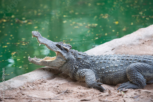 Close up of a large crocodile is opening its mouth at the crocodile farm in Thailand