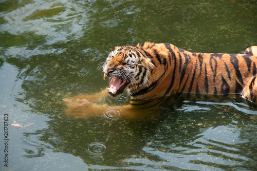 Close Up of Angery Tiger in the water
