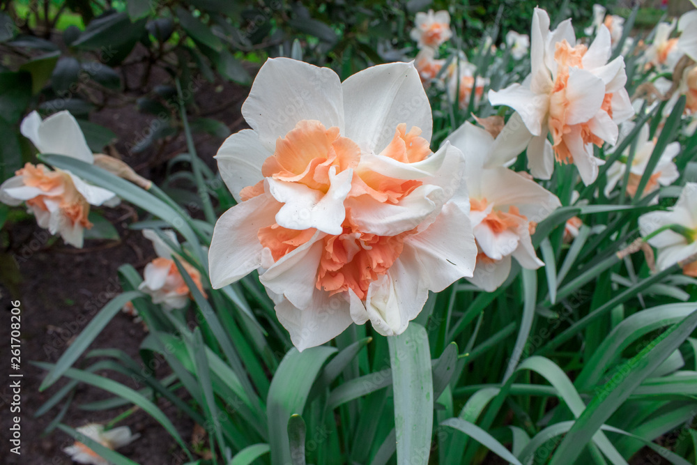 Naklejka premium Yellow, white, orange spring daffodils in Keukenhof park, Netherlands. Daffodils for background.