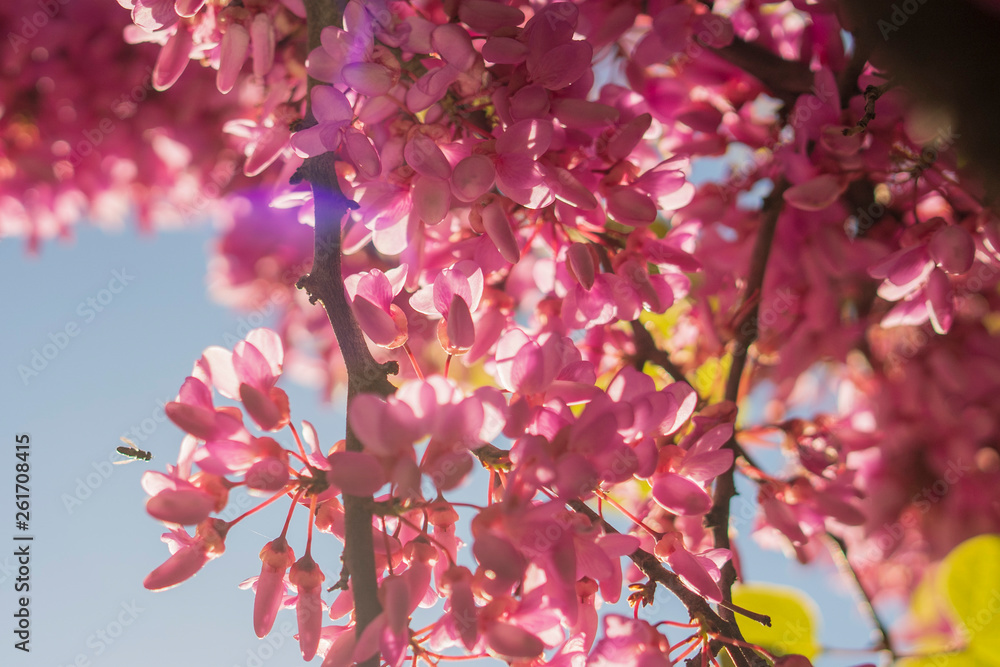 Obraz premium spring tree backght in the park