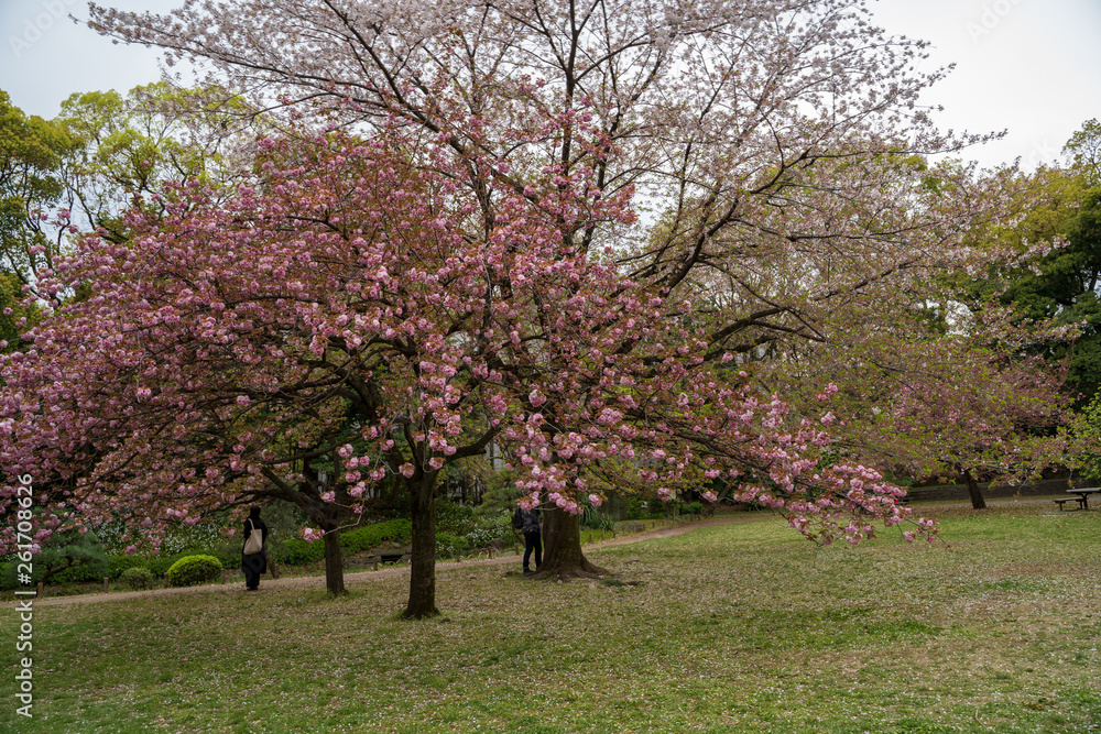 KIYOSUMI TEIEN garden in TOKYO,JAPAN. Spring KIYOSUMI TEIEN garden in TOKYO,JAPAN. Spring