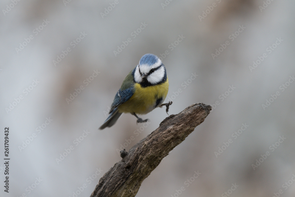 Fototapeta premium Blaumeise