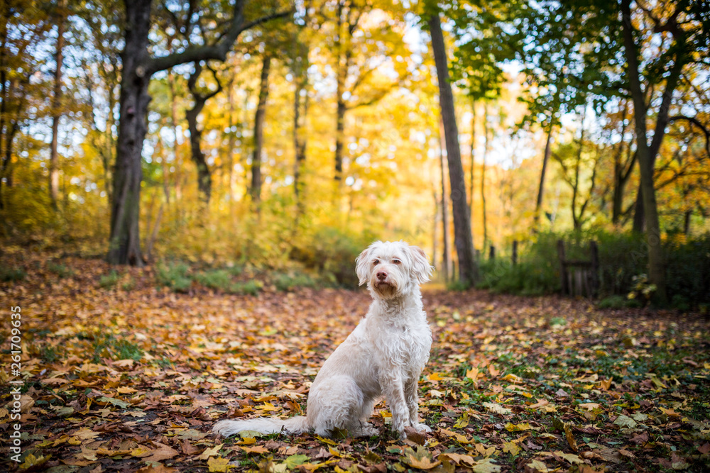 Mischlingshund im Herbstlaub Mischlingshund im Herbstlaub