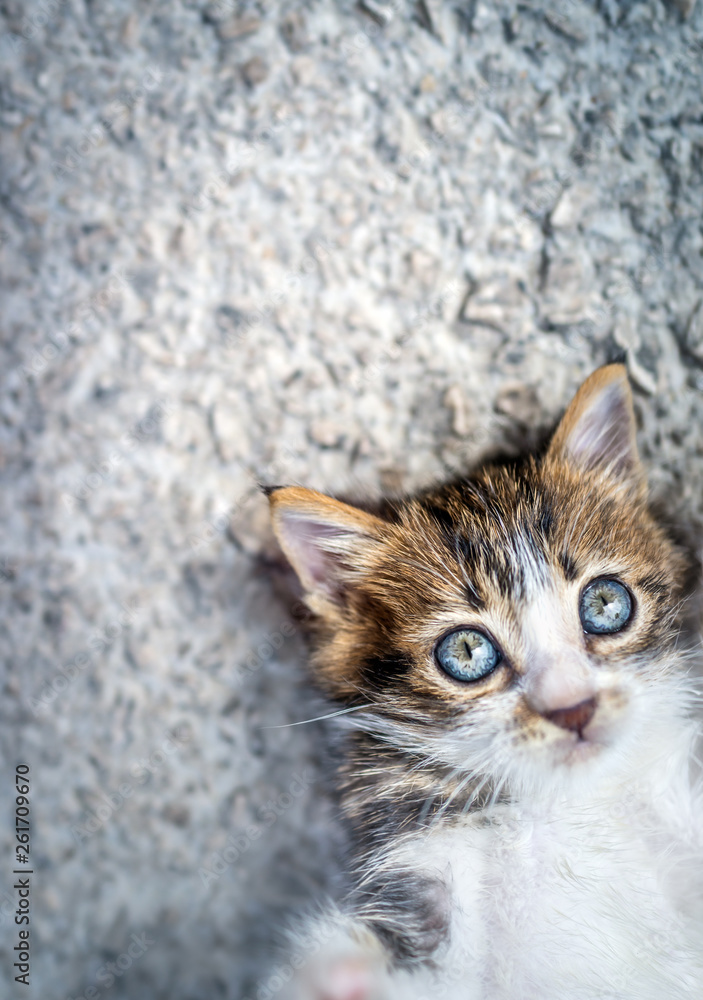 Adorable little cat