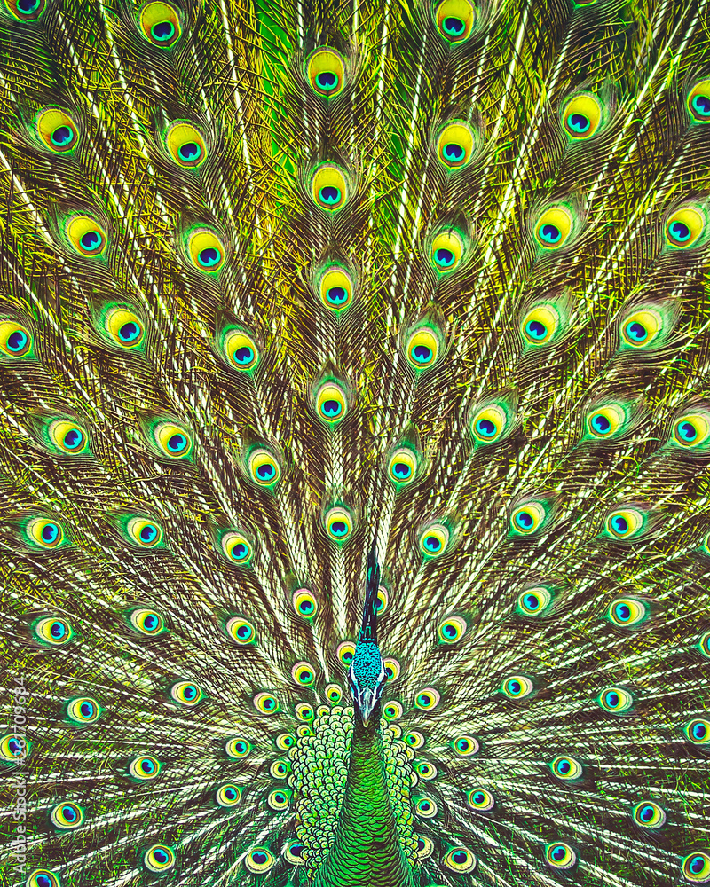 Obraz premium Amazing beauty of a peacock's tail