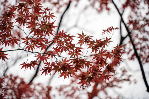 KIYOSUMI TEIEN garden in TOKYO,JAPAN. Spring