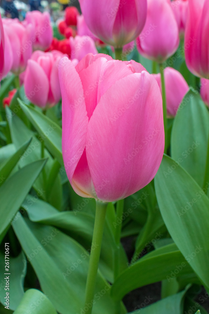 Fototapeta premium Group of colorful tulip. red, pink, purple flower tulip. Tulip close up, toning. Bright colorful tulip photo background. Field of tulips of different colors in Keukenhof park, Netherlands