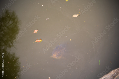 KIYOSUMI TEIEN garden in TOKYO,JAPAN. Spring