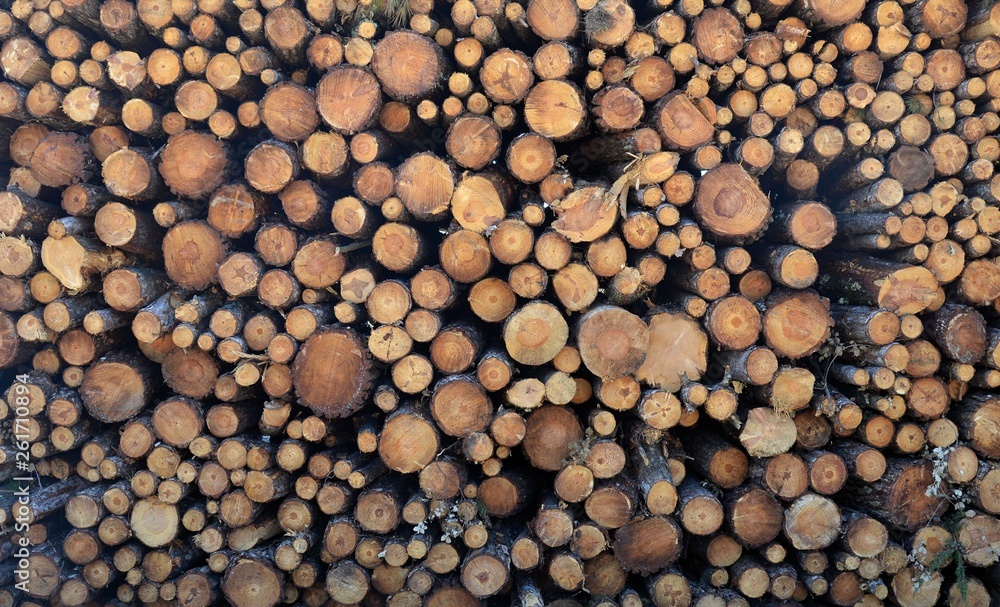  Logs in a logging operation. Rondins de bois dans une exploitation forestière. France