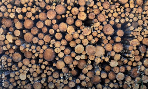  Logs in a logging operation. Rondins de bois dans une exploitation foresti  re. France
