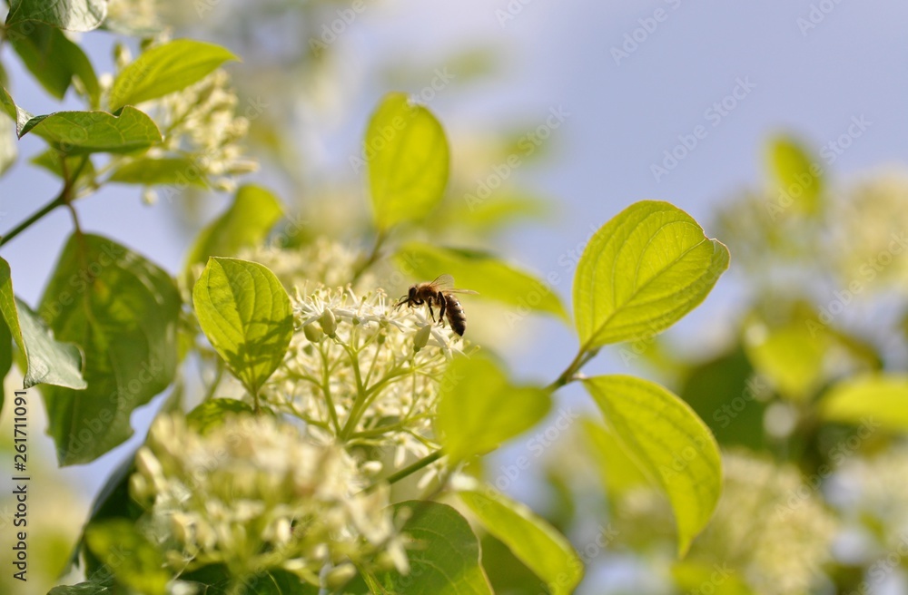 Eine Biene an den Blüten des Hartriegels im Frühling Eine Biene an den Blüten des Hartriegels im Frühling