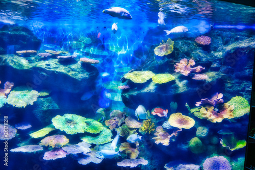 Fototapeta Naklejka Na Ścianę i Meble -  Dieses einzigartige Bild zeigt ein wunderschönes Aquarium mitten im Einkaufszentrum Siam Paragon. Das Foto wurde im Sea Life Aquarium in Bangkok aufgenommen