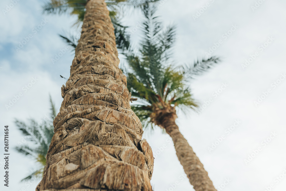 Fototapeta premium View of palm trees background, stem bark and leaves