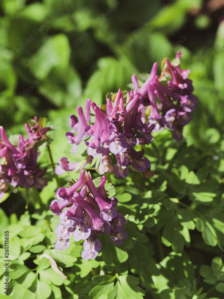 Corydalis solida - La Corydale à bulbe plein ou corydale à tubercule de couleur mauve à rougeâtre Corydalis solida - La Corydale à bulbe plein ou corydale à tubercule de couleur mauve à rougeâtre