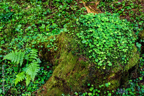 Mossy old tree trunk in the forest. Green background.