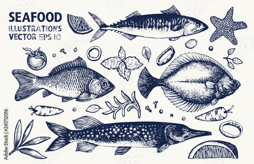 Valokuva Fishes and spices vector set