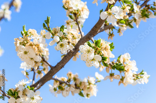 A branch of a tree laden with spring flowers and foretelling a fertile year