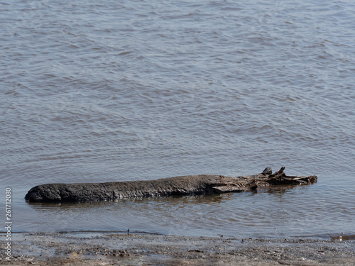 Burnt black log, like a crocodile, swims in water. © Павел