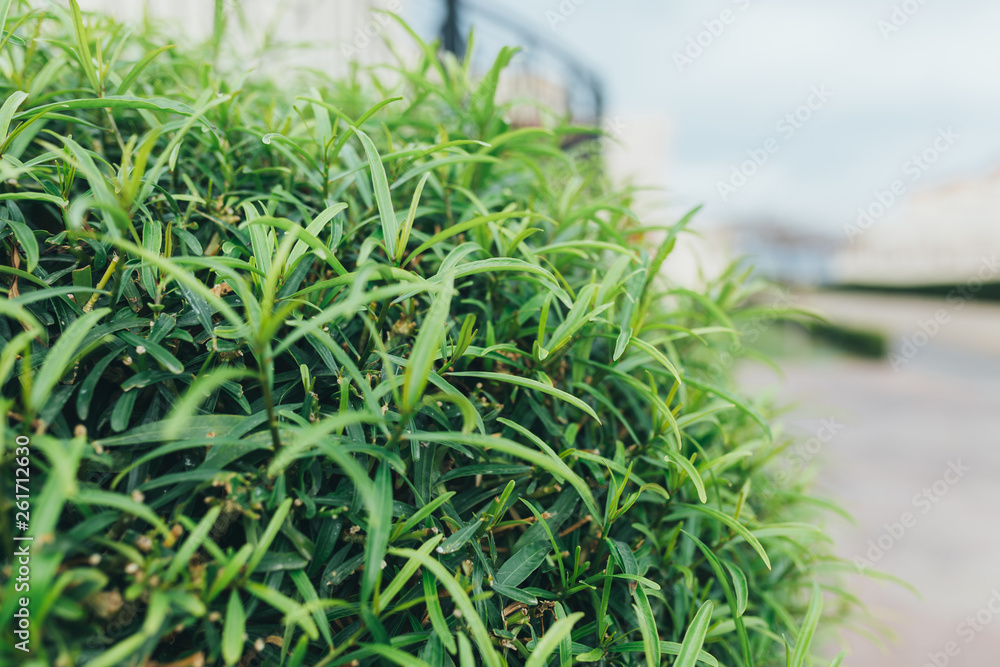 Background of summer grass in garden outdoor nature Background of summer grass in garden outdoor nature