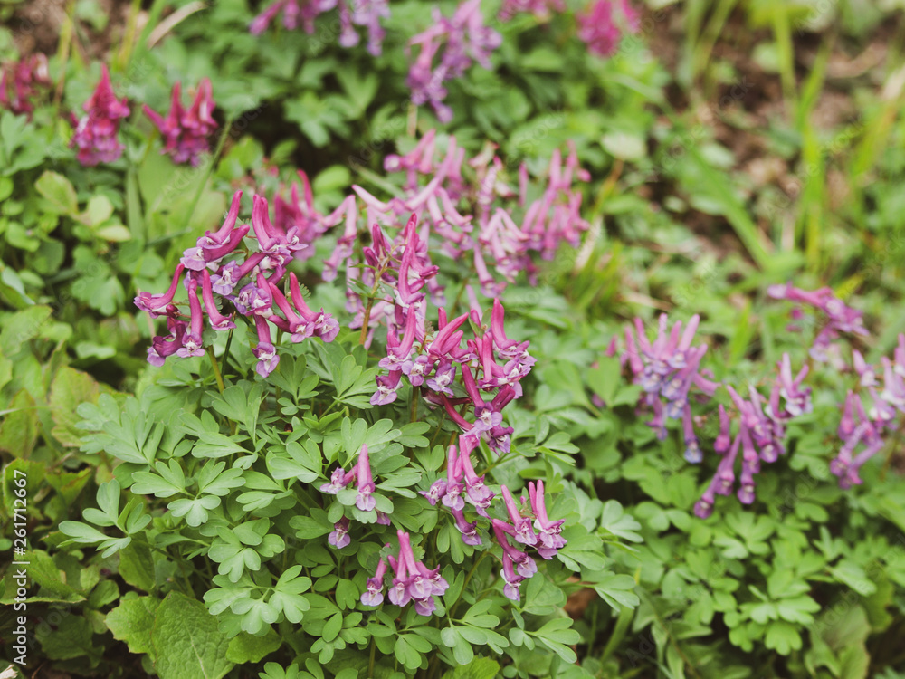 Corydalis solida - La Corydale à bulbe plein ou corydale à tubercule de couleur mauve à rougeâtre Corydalis solida - La Corydale à bulbe plein ou corydale à tubercule de couleur mauve à rougeâtre