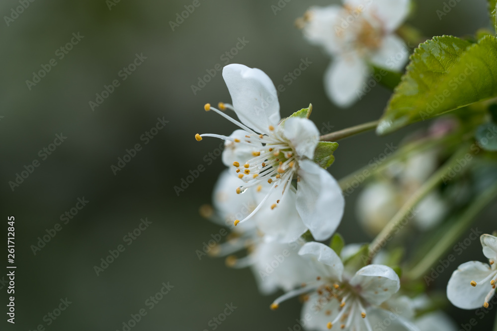 Kirschblüten Kirschblüten