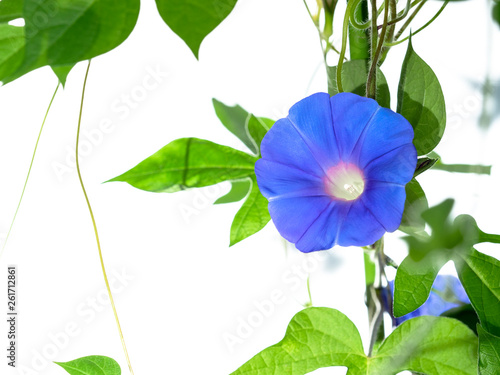 Blue Morning glory photo