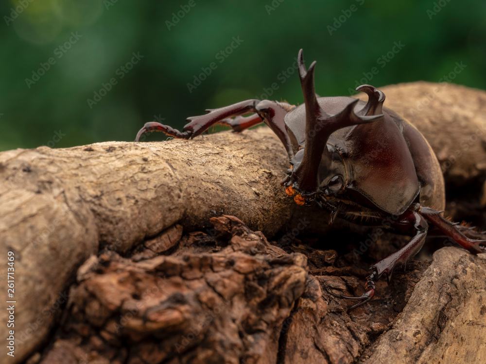 Fototapeta premium Beetle on the tree.
