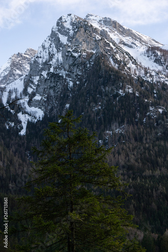 mountain behind a tree