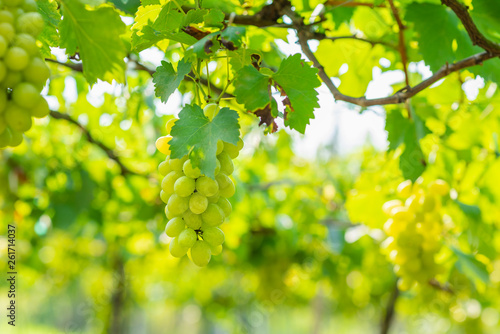 bunch of white grapes growing in vineyard